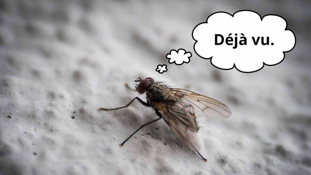 170627-marketing-plan-frustrated-fly-on-the-wall